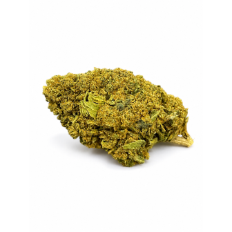 GELATO 45