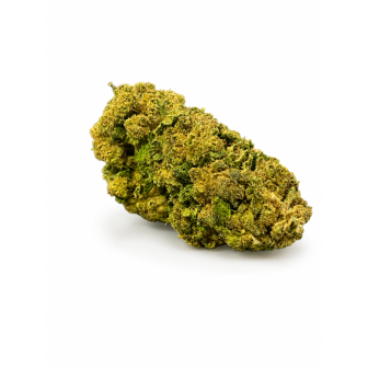 CRITICAL +