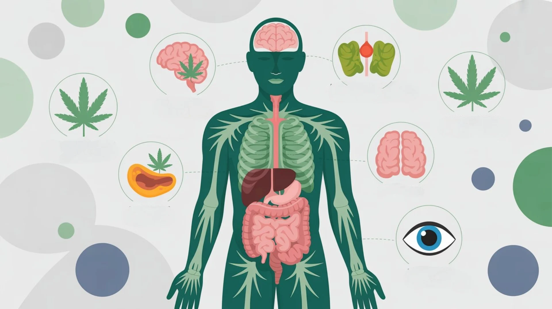 Infografía sobre los beneficios potenciales del CBG en el cuerpo humano, como salud cerebral e intestinal