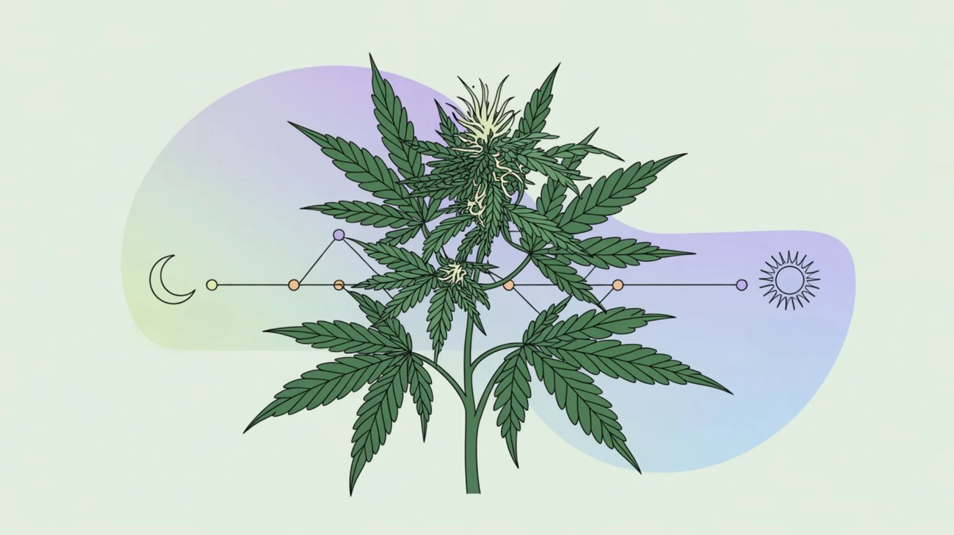 Imagen de marihuana híbrida mostrando su equilibrio entre efectos relajantes y energizantes